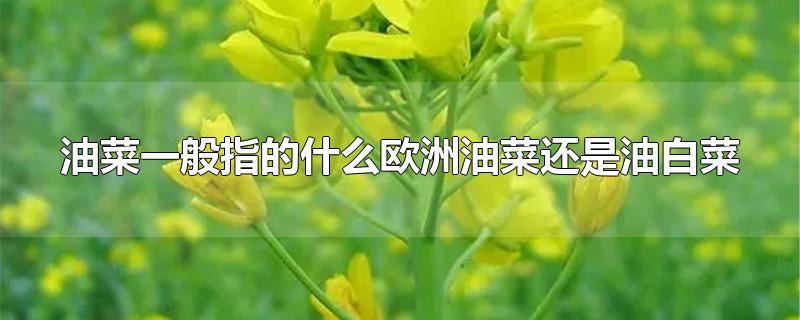 油菜一般指的什么欧洲油菜还是油白菜