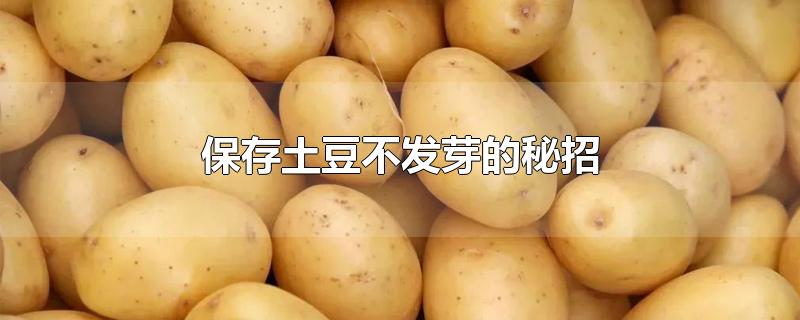 保存土豆不发芽的秘招