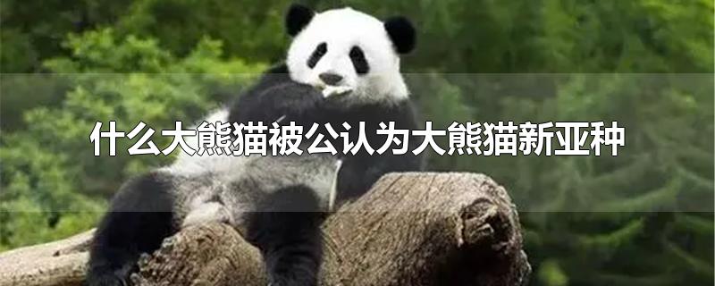 什么大熊猫被公认为大熊猫新亚种