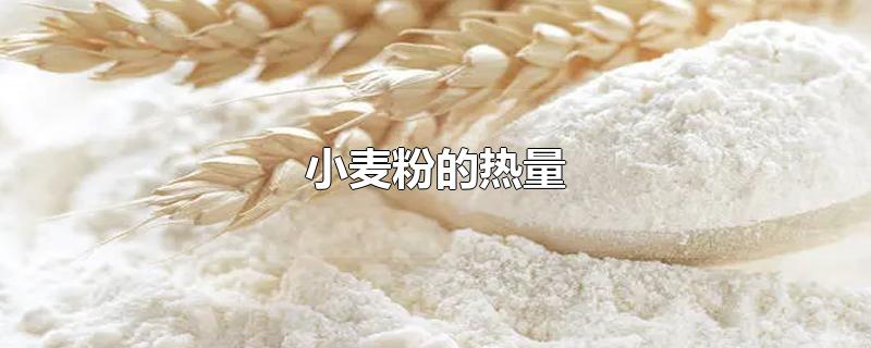 小麦粉的热量
