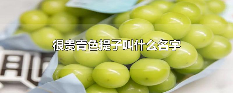 很贵青色提子叫什么名字