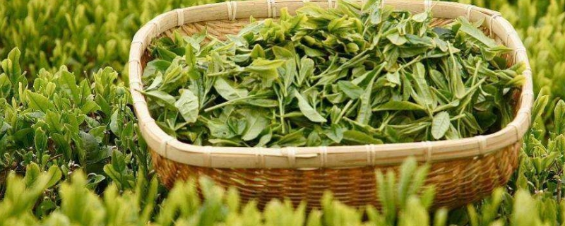 茶叶发酵度是什么意思