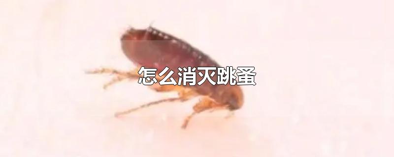 怎么消灭跳蚤