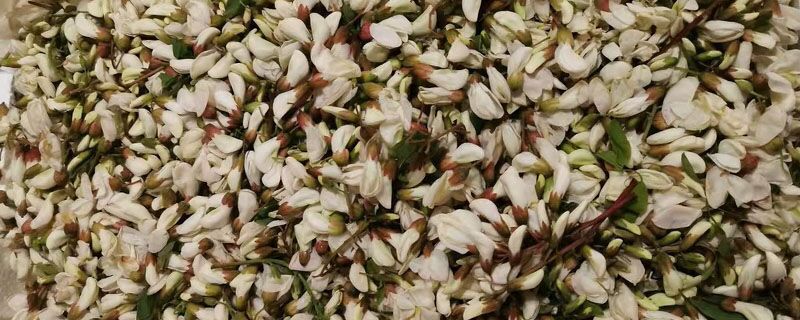 槐花的花语和文化寓意