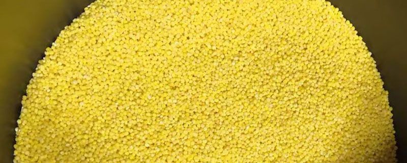 黑小米跟黄小米有什么区别