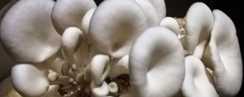 平菇发白了还能吃么